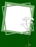 flowered weeds baby breath garden growing weeds