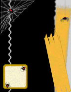 spider webs creepy crawling 