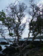 tropical highway printable travel scrapbook papers trees from hawaii for digital scrapbooks